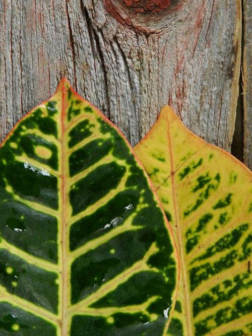  CROTON GREENS